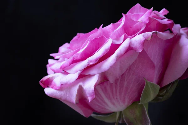 Rosa Incrível Rosa Fundo Preto — Fotografia de Stock