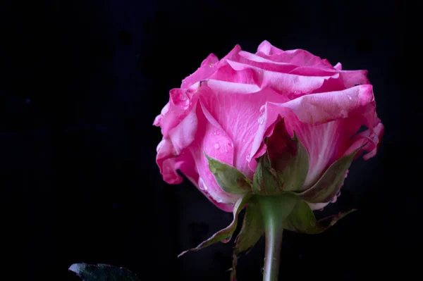 Erstaunliche Rosa Rose Auf Schwarzem Hintergrund — Stockfoto