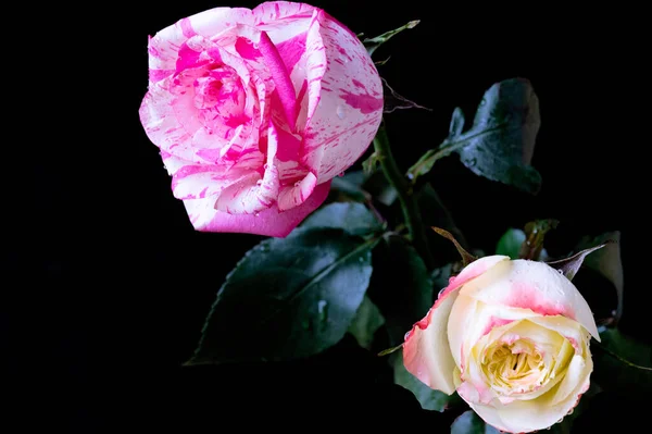 Růžová Bílá Růže Květiny Tmavém Pozadí — Stock fotografie