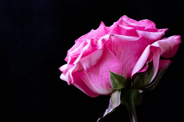 Úžasný Růžová Růže Černém Pozadí — Stock fotografie