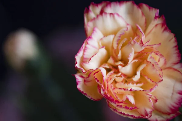 Beautiful Carnation Flowers Black Background — Stock Photo, Image