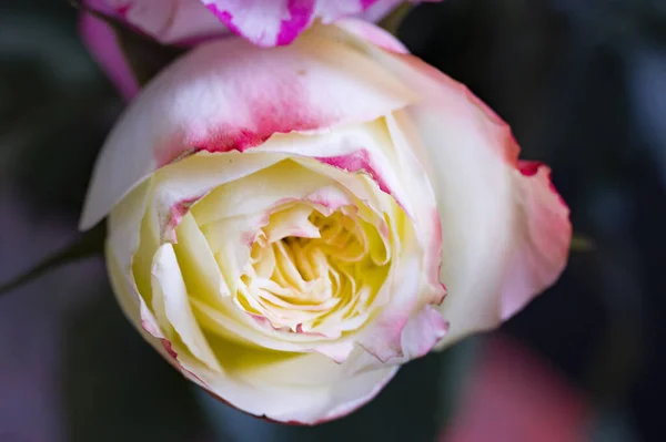 Schöne Weiße Und Rosa Rose Nahsicht — Stockfoto