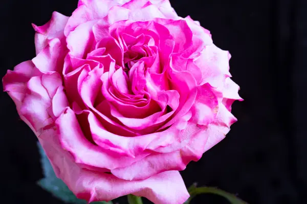 Удивительная Розовая Роза Черном Фоне — стоковое фото