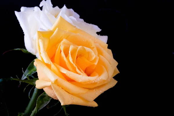 Weiße Und Gelbe Rosenblüten Auf Dunklem Hintergrund — Stockfoto