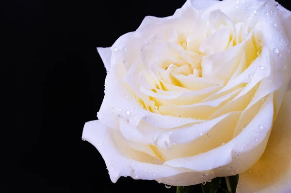 Amazing White Rose Black Background — Stock Photo, Image