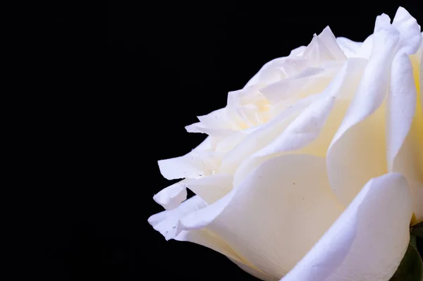 Niesamowite Białe Róże Czarnym Tle — Zdjęcie stockowe