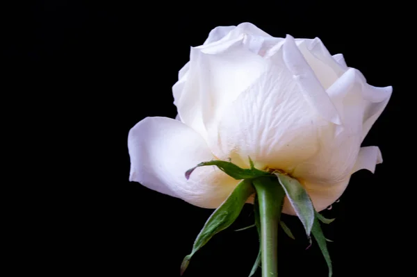 Amazing White Rose Black Background — Stock Photo, Image