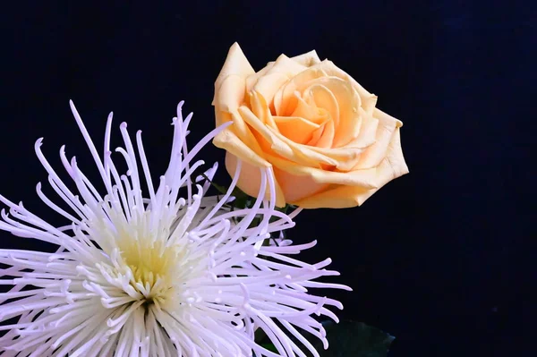 stock image beautiful rose with white flowers on black background