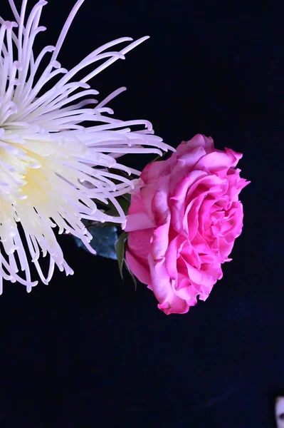 黒を背景に白い花が美しいピンク色のバラ — ストック写真