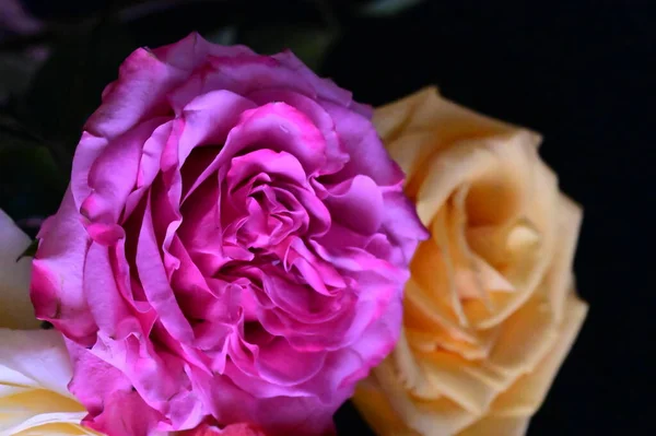 Rosa Amarelo Rosa Flores Fundo Escuro — Fotografia de Stock