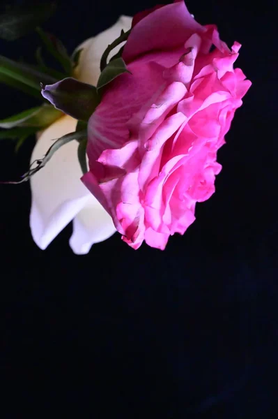 Fleurs Roses Blanches Rose Sur Fond Sombre — Photo