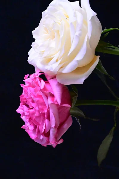 Розовые Белые Цветы Розы Темном Фоне — стоковое фото