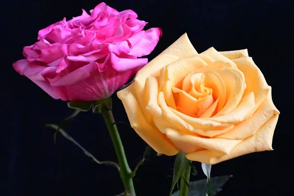 Růžová Žlutá Růže Květiny Tmavém Pozadí — Stock fotografie
