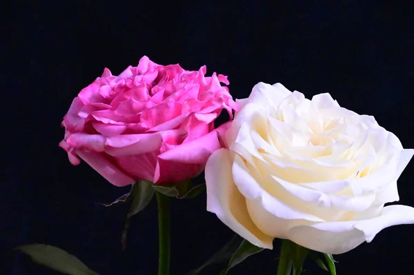 Różowe Białe Kwiaty Róż Ciemnym Tle — Zdjęcie stockowe