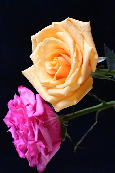 深色背景下的粉红色和黄色玫瑰花 — 图库照片