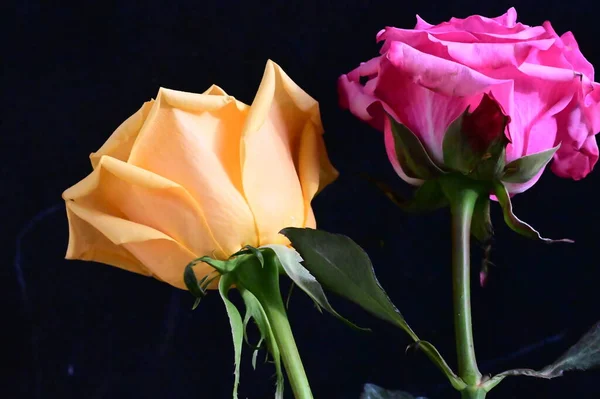 Różowe Żółte Kwiaty Róż Ciemnym Tle — Zdjęcie stockowe