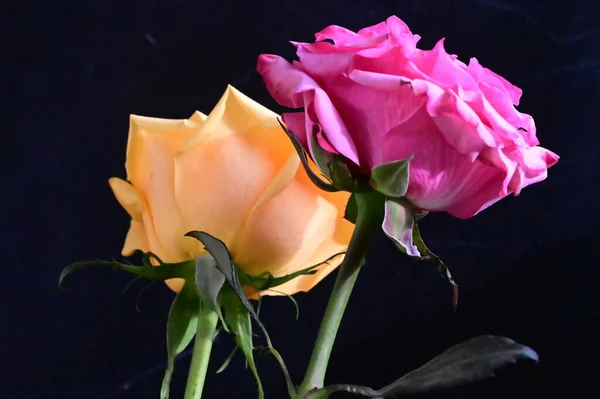 Różowe Żółte Kwiaty Róż Ciemnym Tle — Zdjęcie stockowe