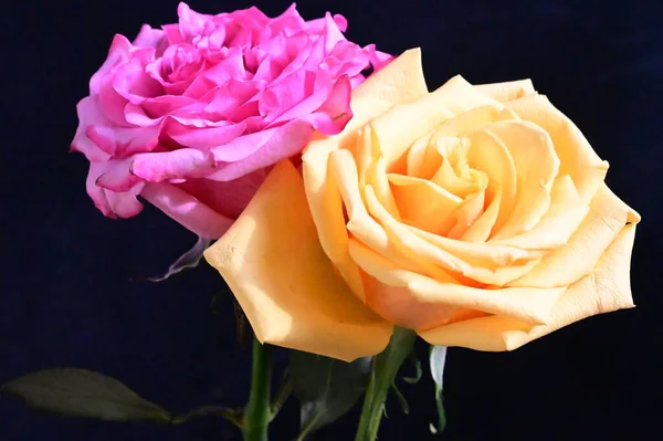 Розовые Желтые Цветы Розы Темном Фоне — стоковое фото