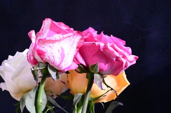Vue Rapprochée Belles Fleurs Roses Sur Fond Sombre — Photo
