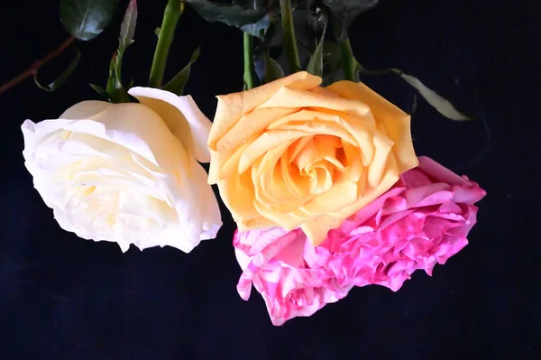 Крупным Планом Вид Красивых Розовых Цветов Темном Фоне — стоковое фото