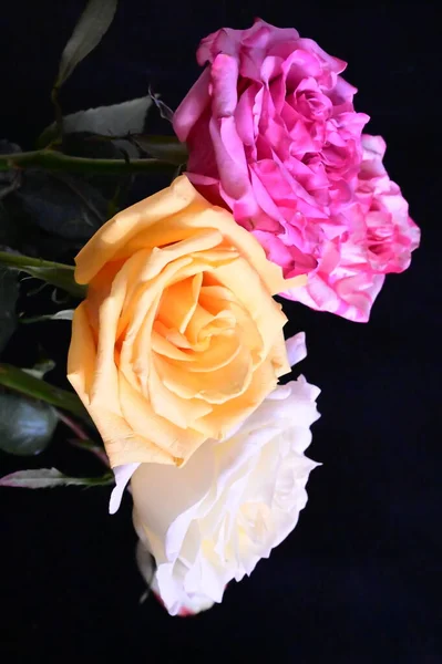 Крупным Планом Вид Красивых Розовых Цветов Темном Фоне — стоковое фото