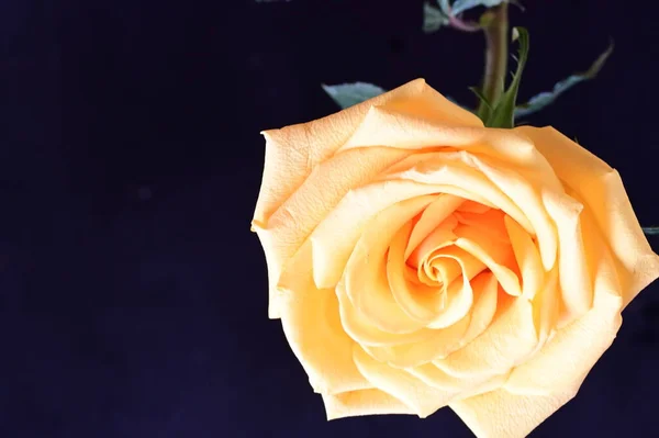 Καταπληκτικό Κίτρινο Τριαντάφυλλο Μαύρο Φόντο — Φωτογραφία Αρχείου
