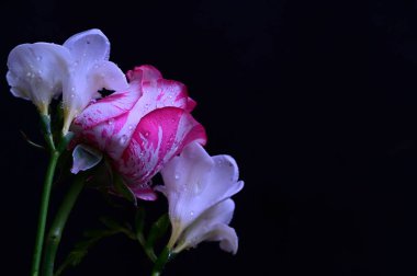 Koyu arkaplanda beyaz orkide çiçekleri olan güzel pembe bir gül