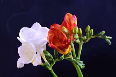 Koyu arkaplanda güzel beyaz ve kırmızı çiçekler