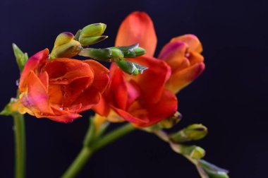 Koyu arkaplanda güzel kırmızı çiçekler