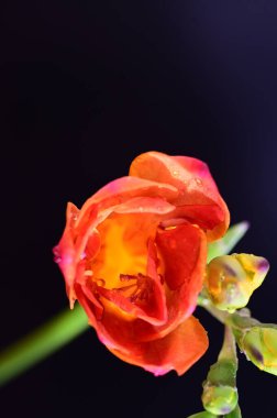 Koyu arkaplanda güzel kırmızı çiçekler