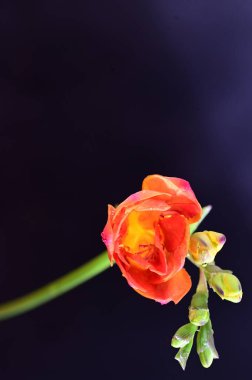 Koyu arkaplanda güzel kırmızı çiçekler