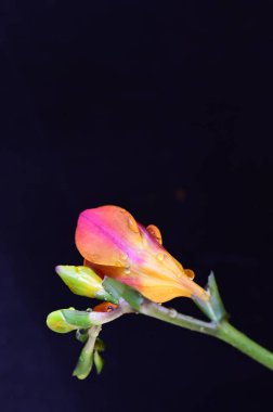 Koyu arkaplanda güzel kırmızı çiçekler