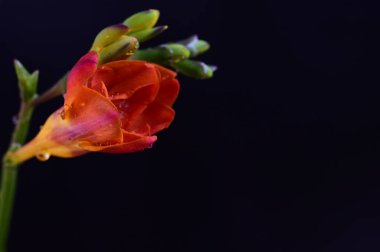 Koyu arkaplanda güzel kırmızı çiçekler