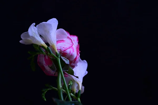 Koyu Arkaplanda Beyaz Orkide Çiçekleri Olan Güzel Pembe Bir Gül — Stok fotoğraf
