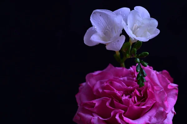 濃い背景に白い蘭の花が美しいピンクのバラ — ストック写真