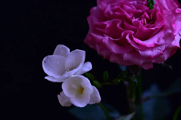 Piękna Różowa Róża Białymi Kwiatami Storczyków Ciemnym Tle — Zdjęcie stockowe