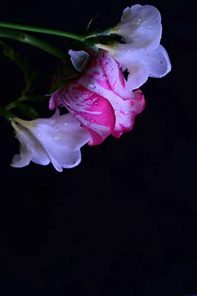 Schöne Rosa Rose Mit Weißen Orchideenblüten Auf Dunklem Hintergrund — Stockfoto