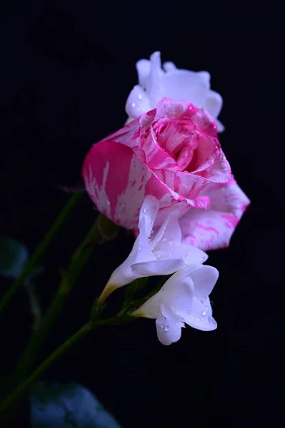 Gyönyörű Rózsaszín Rózsa Fehér Orchidea Virágok Sötét Háttér — Stock Fotó