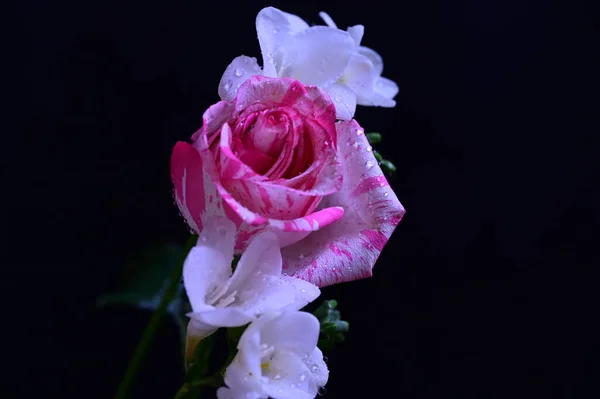 Piękna Różowa Róża Białymi Kwiatami Storczyków Ciemnym Tle — Zdjęcie stockowe