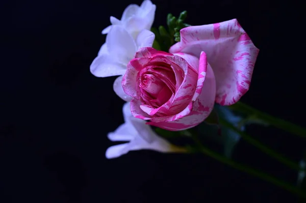 Όμορφο Ροζ Τριαντάφυλλο Λευκά Λουλούδια Ορχιδέας Σκούρο Φόντο — Φωτογραφία Αρχείου