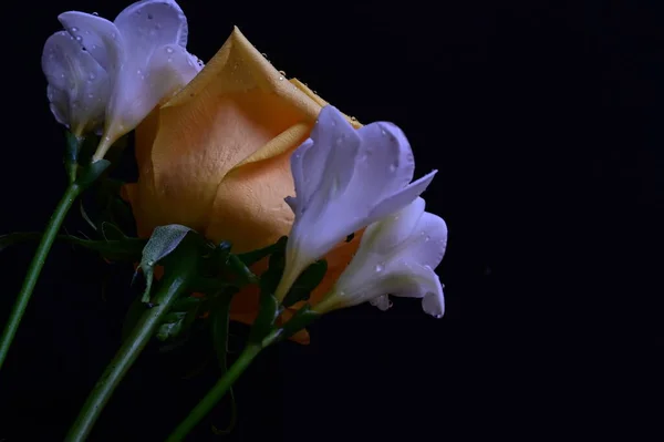 Piękna Żółta Róża Białymi Kwiatami Storczyków Ciemnym Tle — Zdjęcie stockowe