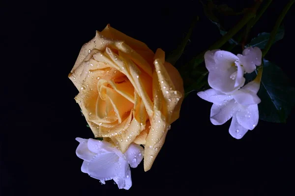 Beautiful Yellow Rose White Orchid Flowers Dark Background — Stock Photo, Image