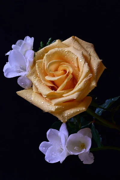 Rosa Amarela Bonita Com Flores Brancas Orquídea Fundo Escuro — Fotografia de Stock