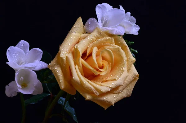아름다운 장미와 어두운 배경에 — 스톡 사진