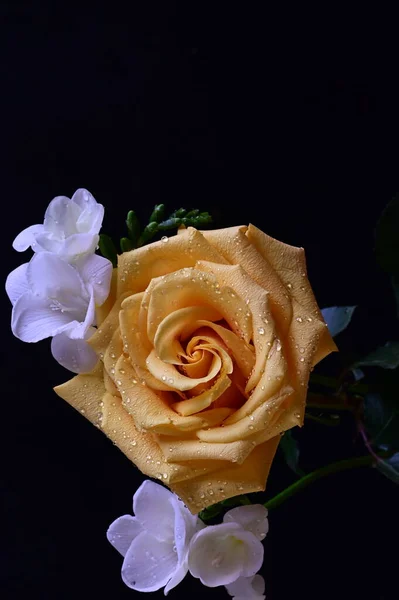 美丽的黄色玫瑰 白色兰花 深色背景 — 图库照片