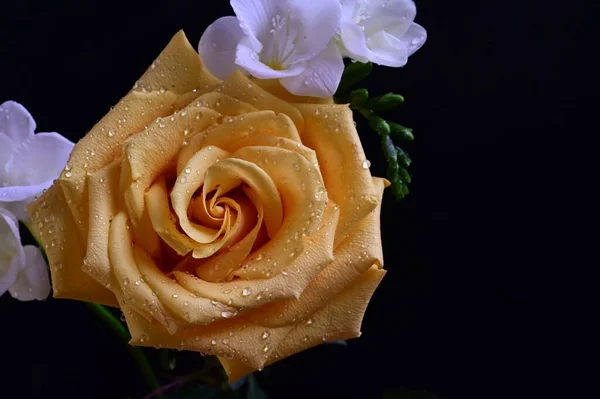 Красивая Желтая Роза Белыми Цветами Орхидеи Темном Фоне — стоковое фото
