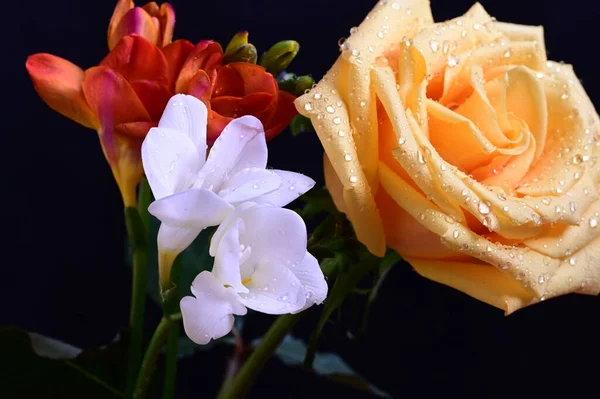 美丽的黄色玫瑰 白色和红色兰花 底色深 — 图库照片