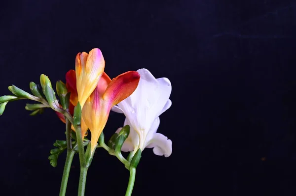 Piękne Białe Czerwone Kwiaty Ciemnym Tle — Zdjęcie stockowe