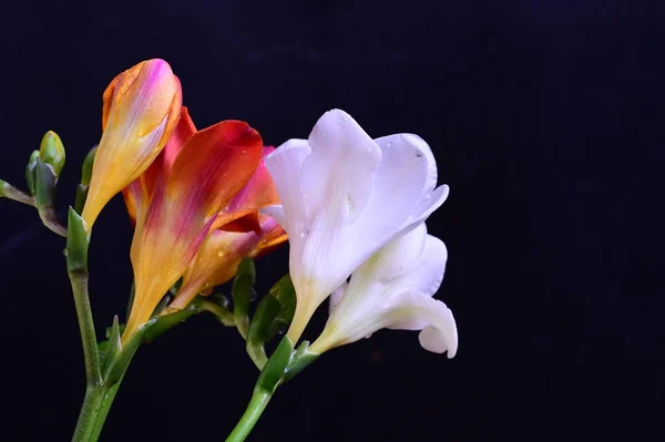 Beautiful White Red Flowers Dark Background — Stock Photo, Image