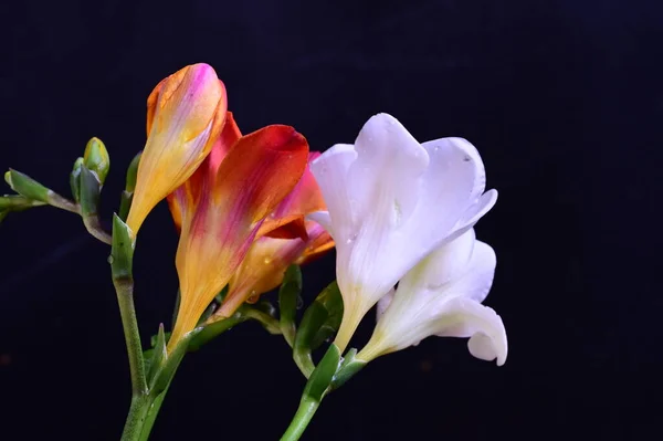 深色背景的美丽的白花和红花 — 图库照片